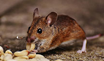 24 Hour & Emergency Exterminators in Boggsville, IL